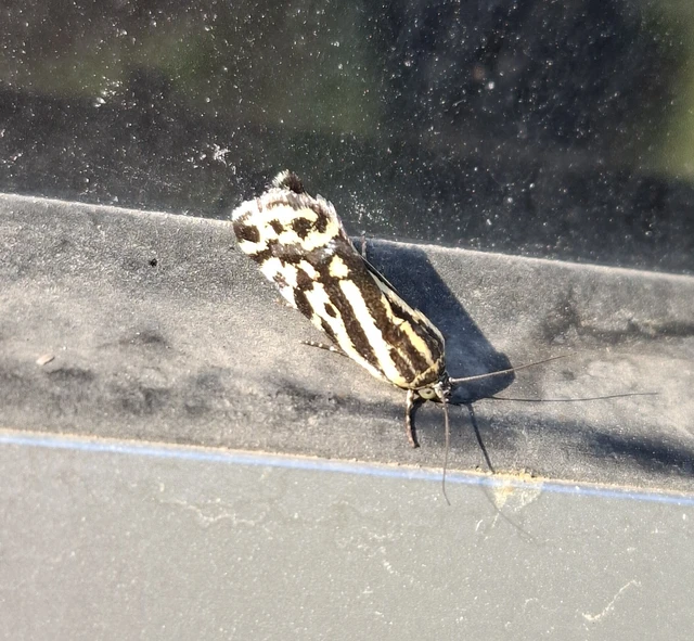 Emmelia trabealis - zebrabagoly