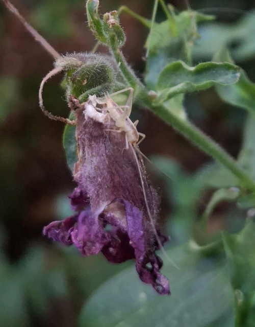 Oecanthus pellucens - pirregőtücsök Oecanthus pellucens - pirregőtücsök