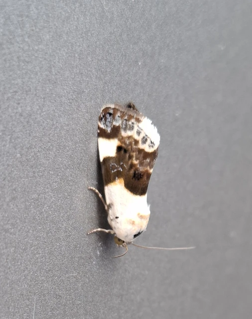 Acontia lucida - fehér nappalibagoly