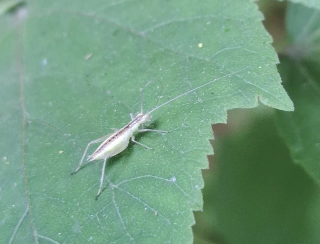 Oecanthus pellucens - pirregőtücsök Oecanthus pellucens - pirregőtücsök