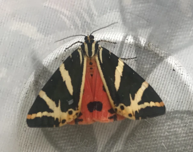 Euplagia quadripunctaria - csíkos medvelepke