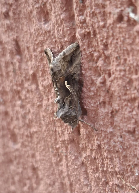 Autographa gamma - gammalepke