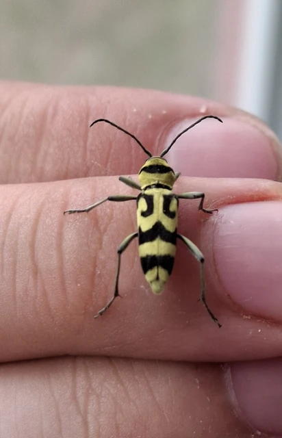 Chlorophorus varius - díszes darázscincér Chlorophorus varius - díszes darázscincér