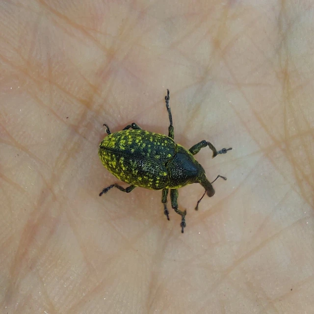 Larinus sturnus - aszat-púderbarkó