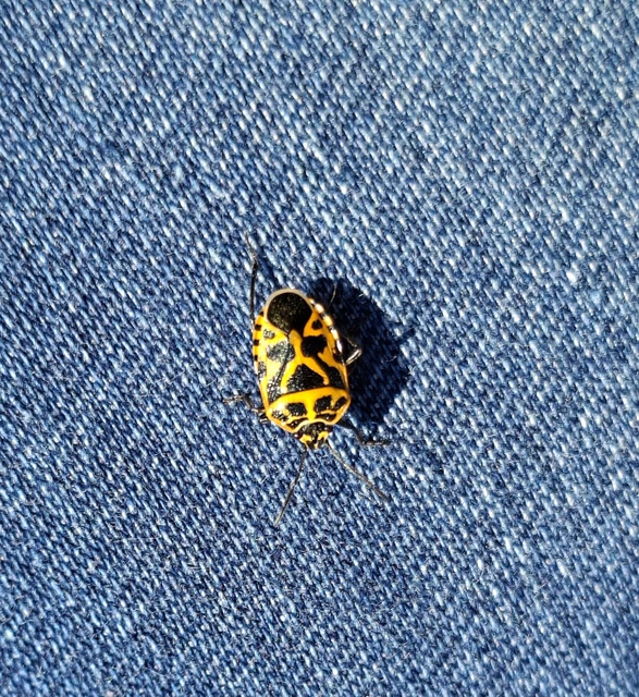 Eurydema ventralis - káposztapoloska Eurydema ventralis - káposztapoloska