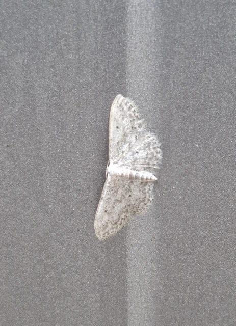 Idaea seriata - szürke apróaraszoló