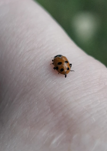 Hippodamia variegata - tizenhárompettyes katica