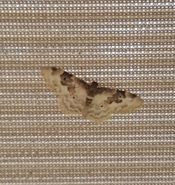 Idaea rusticata - tarka apróaraszoló
