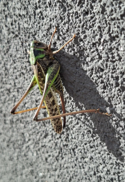 Decticus verrucivorus - szemölcsevő szöcske Decticus verrucivorus - szemölcsevő szöcske