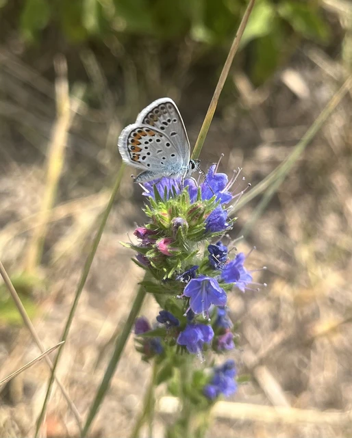 Plebejus argus - ezüstös boglárka