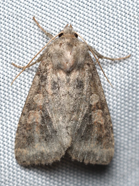 Parastichtis suspecta - sötét erdeibagoly