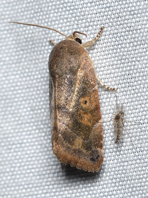 Cosmia affinis - barna lombbagoly