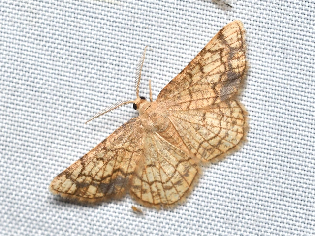 Stegania dilectaria - fehérnyár-araszoló