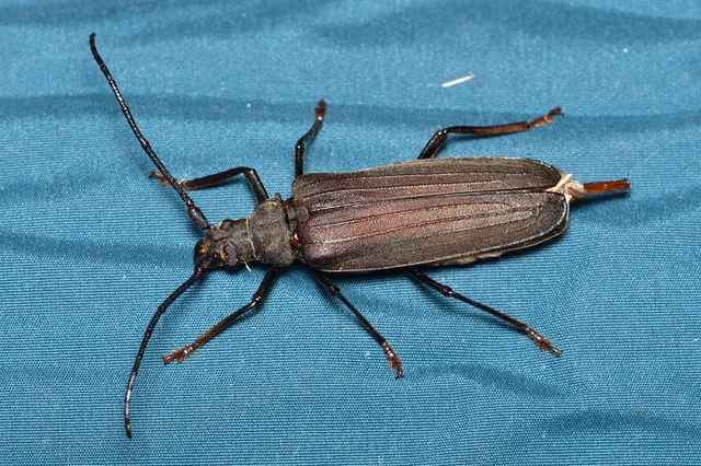 Aegosoma scabricorne - diófacincér