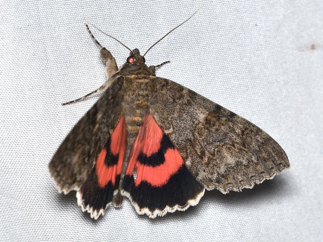 Catocala nupta - piros övesbagoly