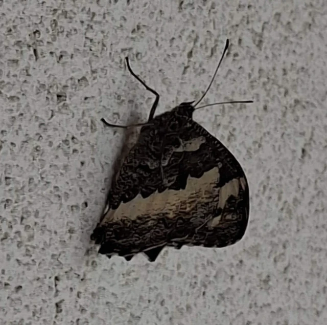 Brintesia circe - fehéröves szemeslepke