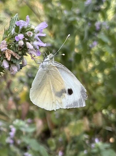 Pieris brassicae - káposztalepke