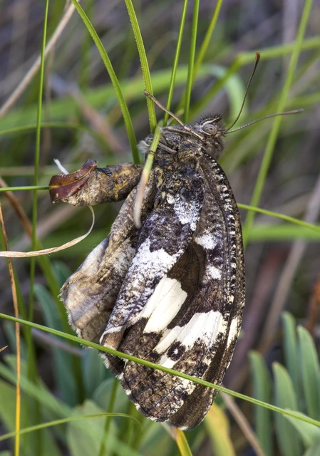 Brintesia circe - fehéröves szemeslepke
