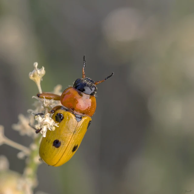 Tituboea macropus - dárdahere-zsákhordóbogár