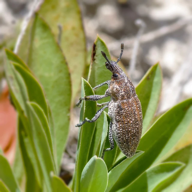 Rhabdorrhynchus echii - kígyósziszbarkó