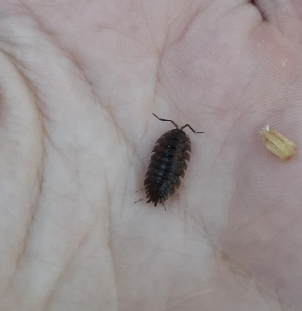 Isopoda - Ászkarákok
