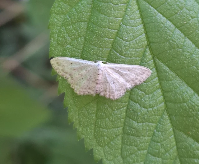 Idaea seriata - szürke apróaraszoló