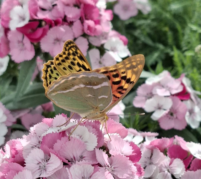 Argynnis pandora - zöldes gyöngyházlepke