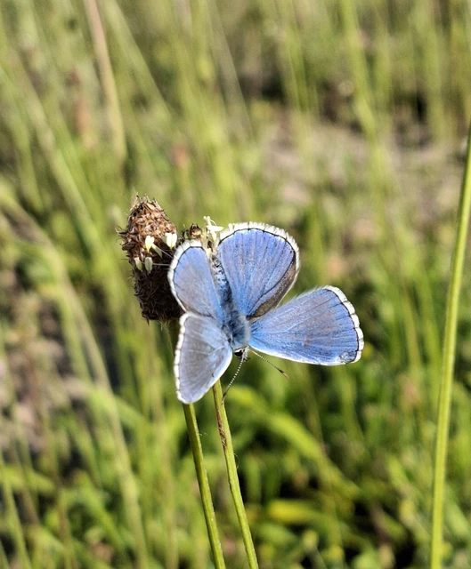 Polyommatus icarus - közönséges boglárka