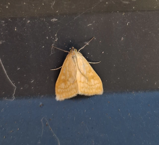 Sitochroa verticalis - világossárga dudvamoly