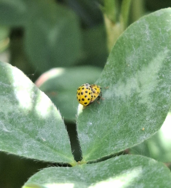 Psyllobora vigintiduopunctata - huszonkétpettyes katica