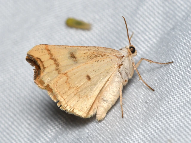 Eilicrinia cordiaria - fehér fűzfaaraszoló