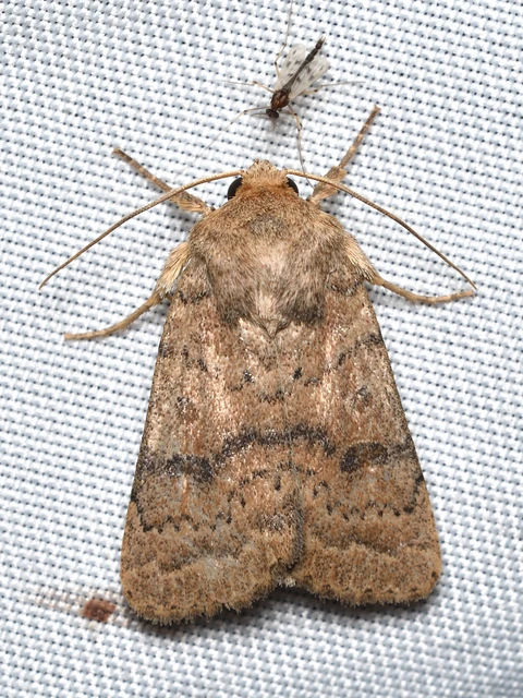 Hoplodrina octogenaria - barna selymesbagoly
