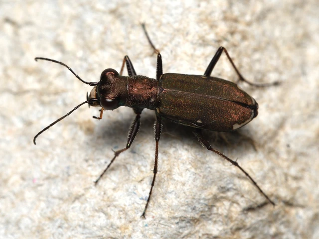 Cylindera germanica - parlagi homokfutrinka
