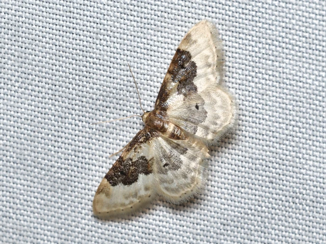 Idaea rusticata - tarka apróaraszoló