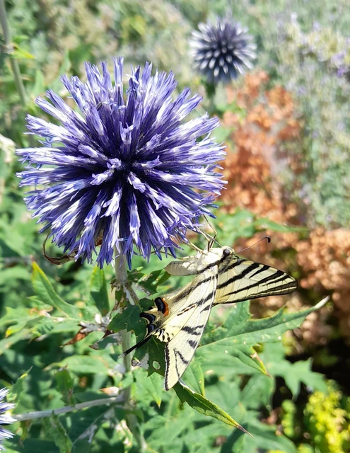 Iphiclides podalirius - kardoslepke