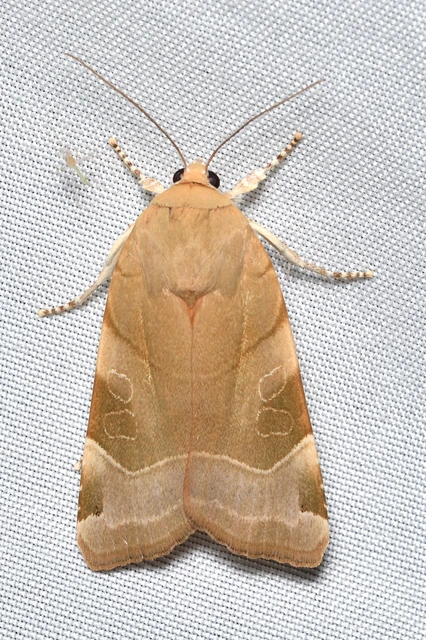 Noctua fimbriata - szélessávú sárgafűbagoly