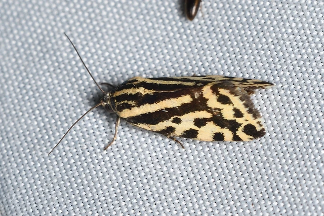 Emmelia trabealis - zebrabagoly