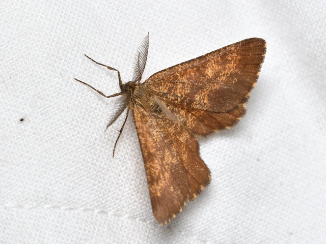 Ematurga atomaria - barna rétiaraszoló