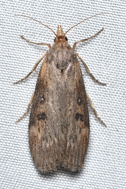 Lamoria