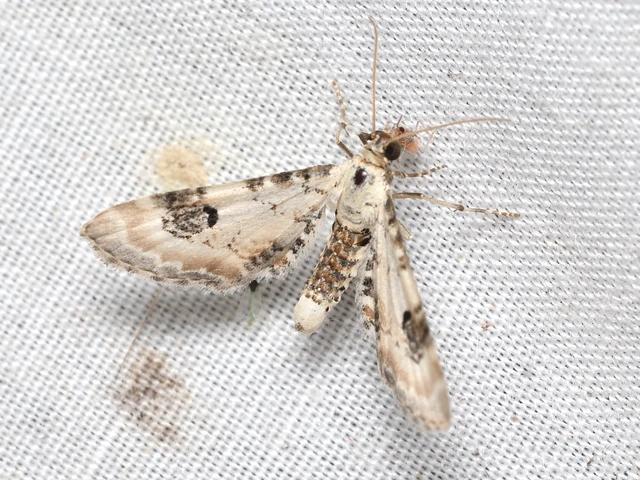 Eupithecia centaureata - búzavirág-törpearaszoló