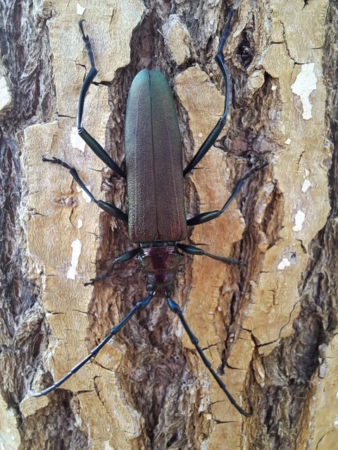 Aromia moschata - pézsmacincér
