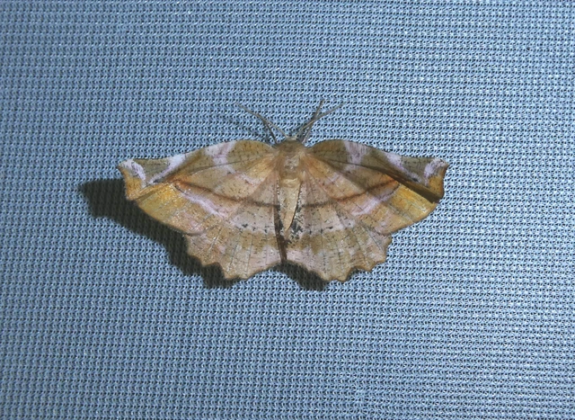 Apeira syringaria - orgona-araszoló