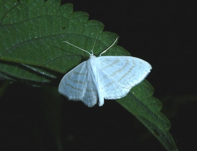 Scopula subpunctaria - törtvonalas sávosaraszoló