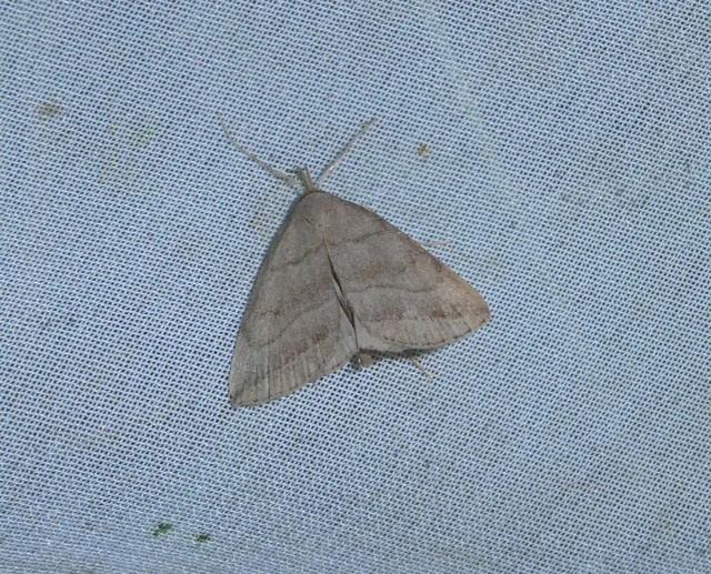 Herminia tenuialis - feketevonalas karcsúbagoly