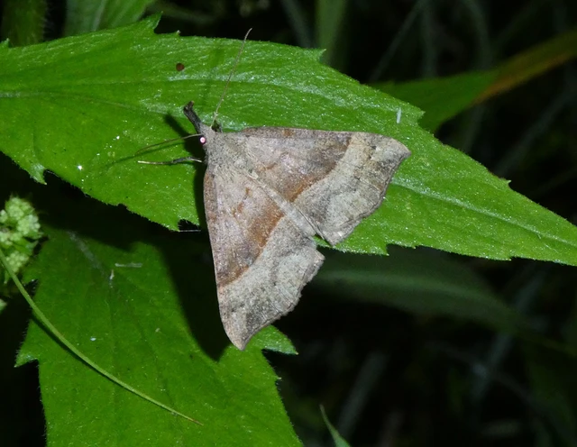 Hypena proboscidalis - ormányos karcsúbagoly