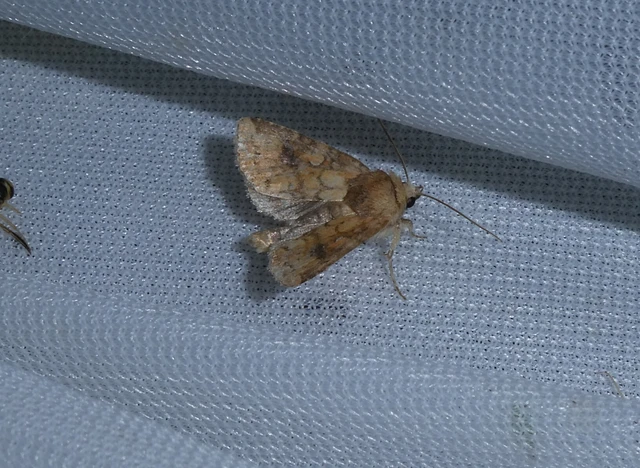 Atypha pulmonaris - tüdőfű-levélbagoly