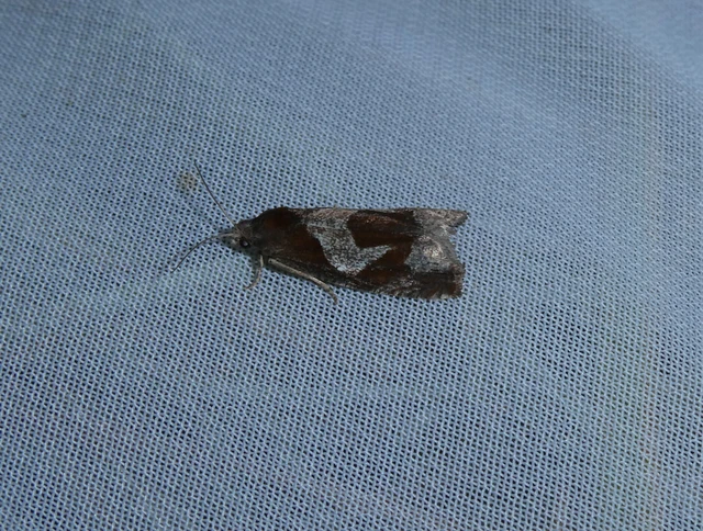 Epiblema foenella - kampósfoltú tükrösmoly