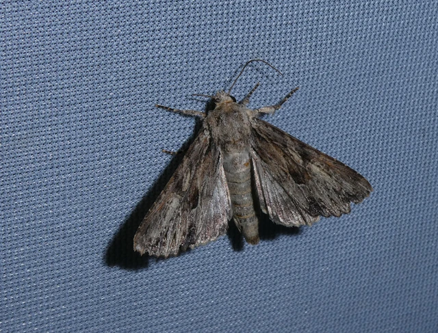 Apamea syriaca tallosi - Tallós dudvabaglya