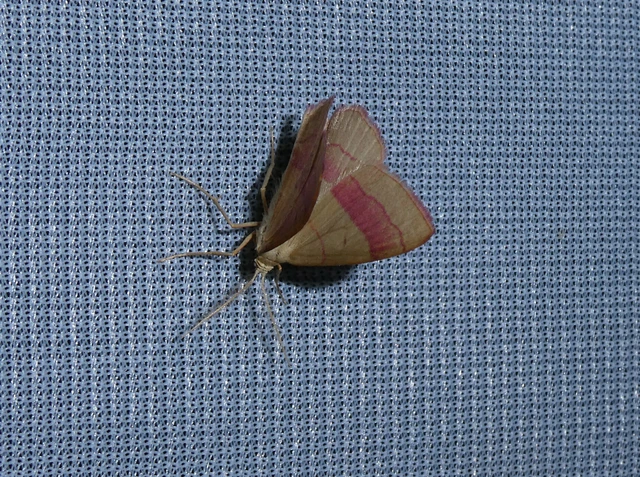 Rhodostrophia vibicaria - pirosszélű araszoló