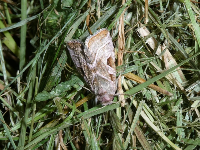 Eucarta virgo - mocsári ametisztbagoly